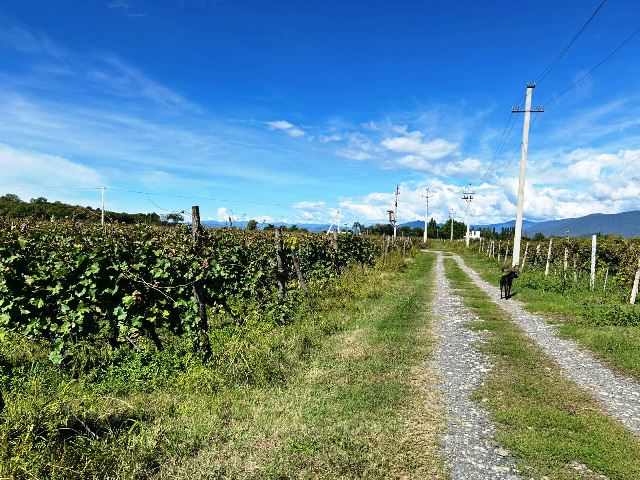 იყიდება მიწის ნაკვეთი ყვარლის რაიონში