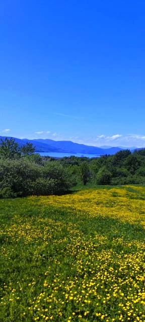 იყიდება მიწის ნაკვეთი თიანეთის რაიონში