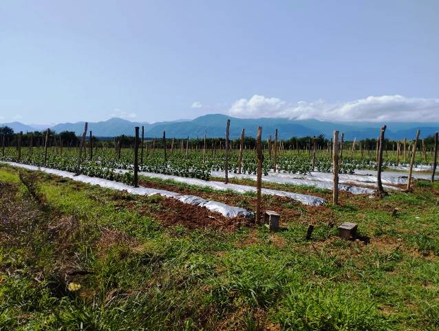 იყიდება მიწის ნაკვეთი ბაღდათის რაიონში